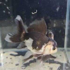 Panda Oranda Gold 6Cm