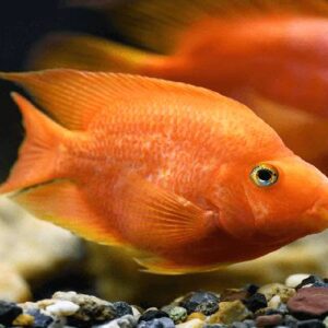 Parrot Fish 13Cm