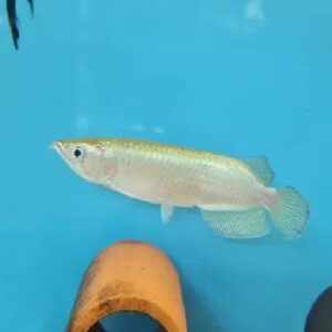 Pearl Arowana 18Cm