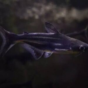 Pengasius Shark 7Cm
