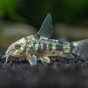 Pepper Corydoras 4Cm