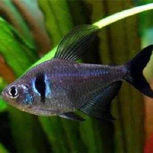 Phantom Black Tetra 2.5Cm