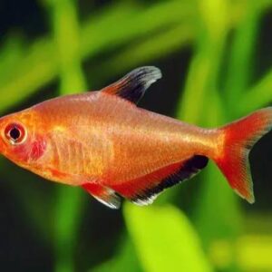 Phantom Red Tetra 2.5Cm