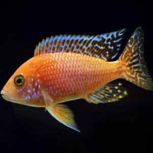 Pink Peacock Cichilds 7.5Cm