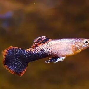 Pink Tuxedo Guppy 3Cm
