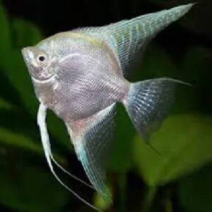 Platinum Angel Fish 6.5-7 Cm