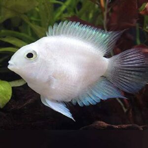 Platinum Parrot 4Cm
