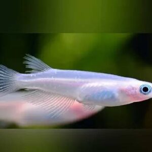 Platinum Rice Fish 2Cm