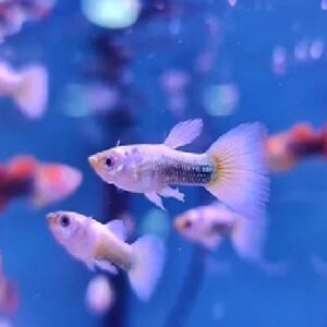 Platinum Tuxedo Guppy 2Cm