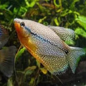 Pearl Gourami Fish 5Cm