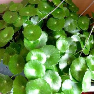 Penny Wort
