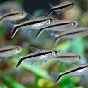 Penquin Tetra Fish 3.5Cm