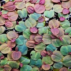 Phyllanthus Fluitans (3 pcs)