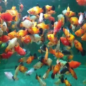 Platy Fish Mix 2Cm