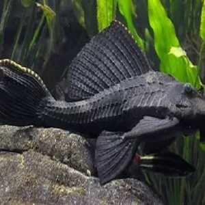 Pleco Sucker 6Cm