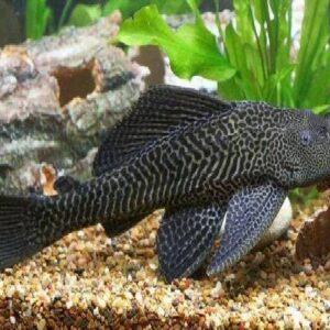 Pleco Sucker Fish 11Cm