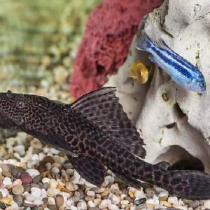 Pleco Sucker Fish 11Cm