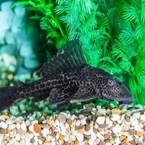 Pleco Sucker Fish 9Cm