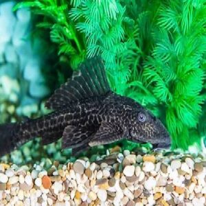 Pleco Sucker Fish 9Cm