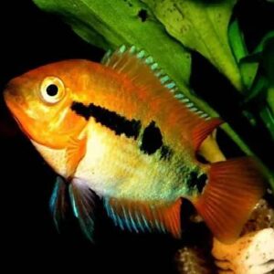 Rainbow Cichlid 7Cm