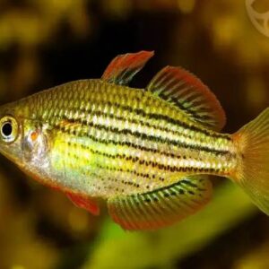 Rainbow Macullichi 5Cm
