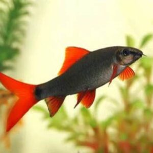 Rainbow Shark 7Cm