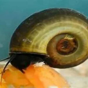 Ramshorn Snail