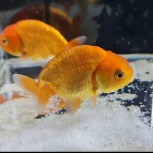 Ranchu Gold 7Cm