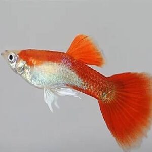 Red Blond Guppy 3Cm