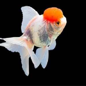 Red Cap Oranda 5Cm