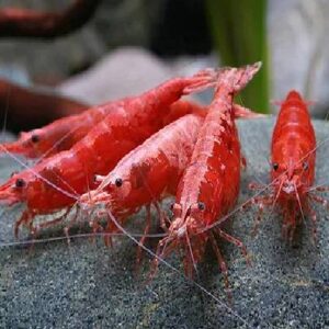 Red Cherry Shrimps 1.5Cm