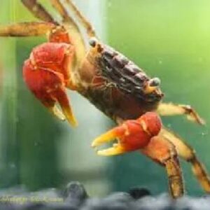 Red Crab