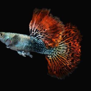 Red Dragon Guppy Pair