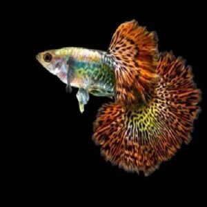Red Dragon Guppy Pair
