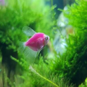 Red Germen Tetra 3Cm