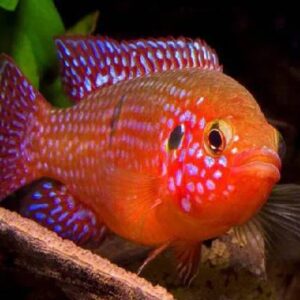Red Juwel Cichlid 5Cm
