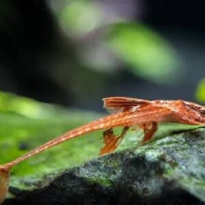 Red Lizard Whiptail Cat Fish 6Cm