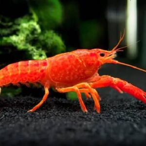 Red Lobster 4.5Cm