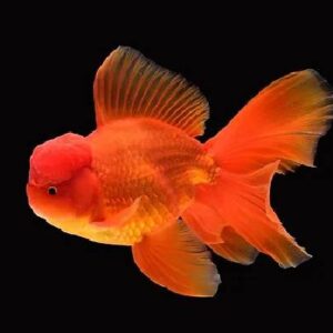 Red Oranda 9Cm