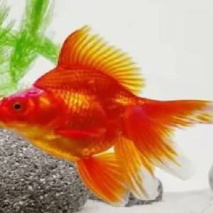 Red Ruykin Gold Fish 10-11Cm