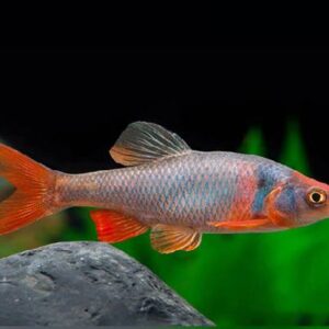 Red Shiner 3Cm