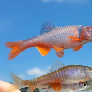 Red Shiner 3Cm