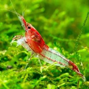 Red Sushi Shrimps 1.5Cm