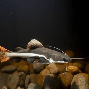 Red Tail Cat Fish 8Cm