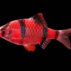 Red Tiger Barb 3Cm