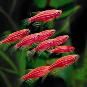 Red/Pink Zebra Danio 2.5Cm