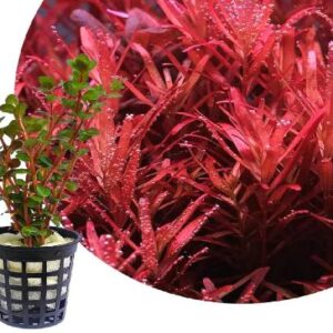 Rotala Blood Red