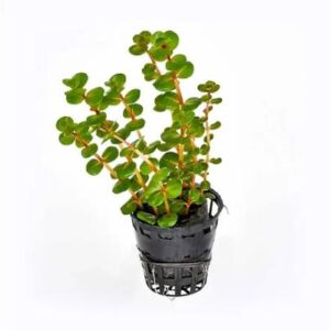 Rotala Hra