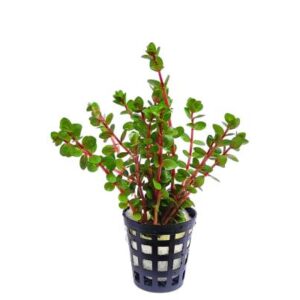 Rotala Orange Juice