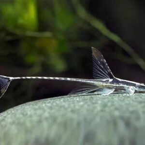 Royal Whiptail 6Cm